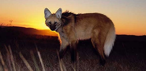 Lobo-guará no cerrado